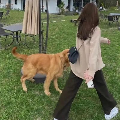 梅菲尔女巫
